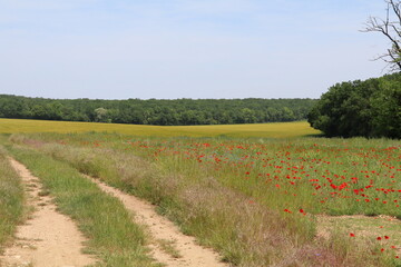 rural landscape with a field dotted with red poppies