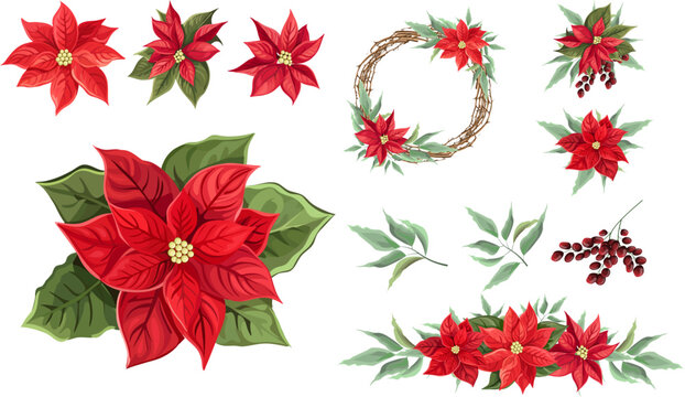 Vector Christmas Set. Red poinsettia, green leaves, berries, wreath of branches. Christmas flowers compositions on white background . Vector illustration