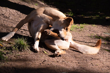 Goden dingo have a long muzzle, erect ears and strong claws. They usually have a ginger coat and...