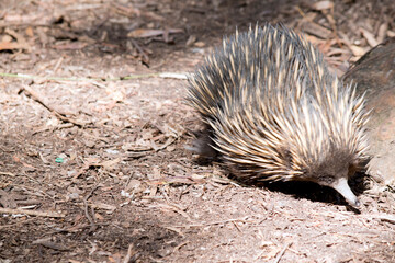 the short nosed echidna is eating ants