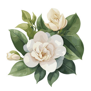 Watercolor Gardenia  flower , vintage styles  , wedding flower vector image