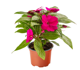 Red impatiens walleriana flower