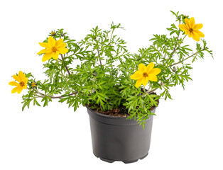 Potted Potentilla fruticosa flower