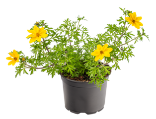Potted Potentilla fruticosa flower