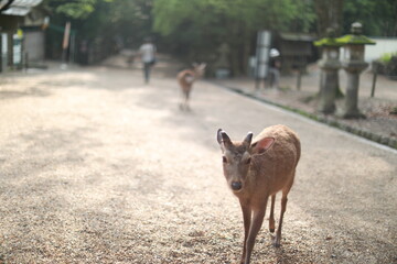 trip to Japan