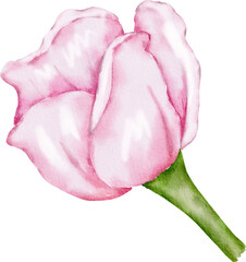 Pink Watercolor Flower illustration