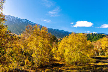 scenic autumn landscape of green and yellow forest with beautiful blue cloudy sky on background