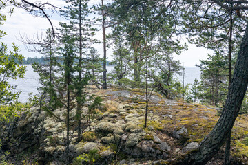 A sunny evening in the forest by the lake
