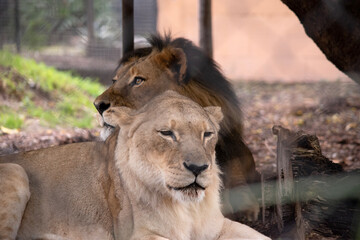 the lioness is smaller than the lion