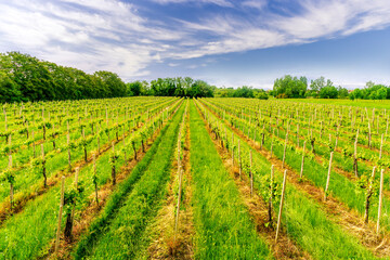 Fototapeta na wymiar beautiful green vineyard in Veneto, Italy with rows of young vines on vinery farm and scenic cloudy sku on background. Rural green agriculture landscape