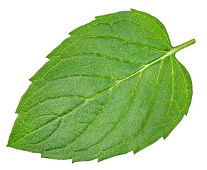 Mint isolated on white background