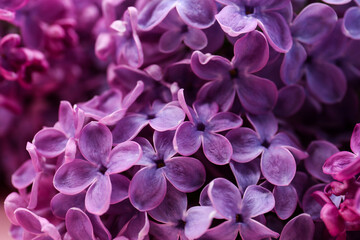 Closeup view of beautiful lilac flowers as background