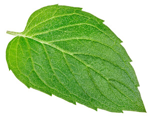 Mint leaves with Clipping Path