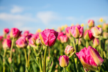 Beautiful pink tulip flowers growing in field on sunny day, closeup