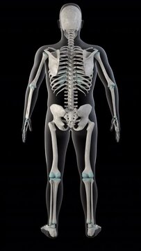 Subclavius Muscles on Whole Human BodyVertical Video