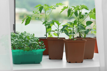 Fototapeta na wymiar Different seedlings growing in plastic containers with soil on windowsill indoors