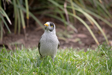 The noisy miner has a mostly grey body and black crown and cheeks. The bill is yellow, as are the legs and the naked skin behind the eye.
