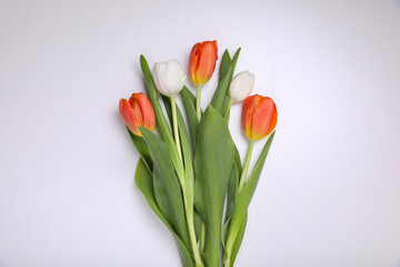 Beautiful colorful tulip flowers on white background, flat lay