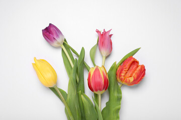 Fototapeta premium Beautiful colorful tulip flowers on white background, flat lay