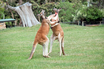Naklejka na ściany i meble the red kangaroos are scratching each other in the chest and neck