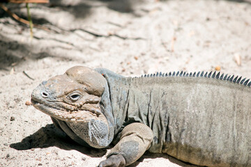 this is a close up of a rhinoceros iguana