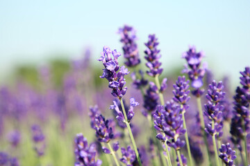 Naklejka na ściany i meble Beautiful blooming lavender growing in field, closeup. Space for text