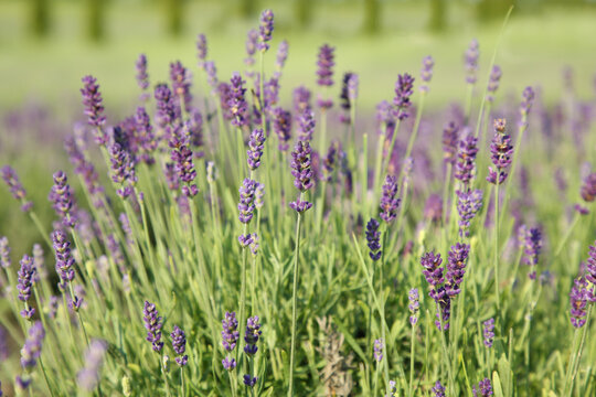 Beautiful blooming lavender growing in field, closeup © New Africa