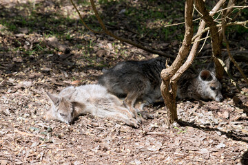the tammar wallabies are grey with tan legs and a white stripe on its face
