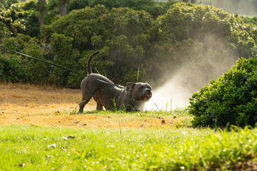 Dog playing in water fountains. American bully 