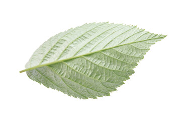 One green raspberry leaf isolated on white
