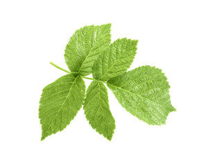 Naklejka na ściany i meble Stem with green raspberry leaves isolated on white