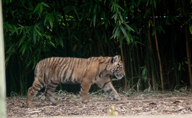 At four months of age tiger cubs are about the size of a medium-sized dog and spend their day playing, pouncing and wrestling with siblings