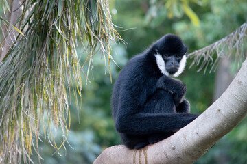 The male white cheeked gibbon is black with a white cheek
