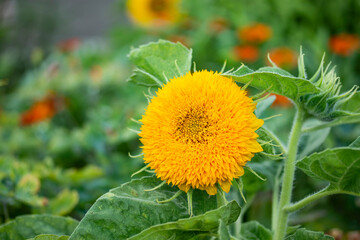 夏の花　八重咲きのミニひまわり 3