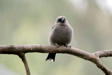 the woodswallow is perched on a tree branch