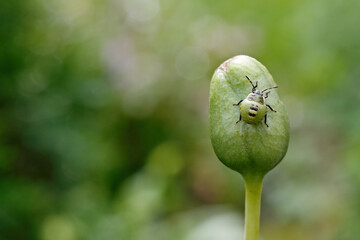 Common green shieldbug nymph on a seedcase of siberian iris