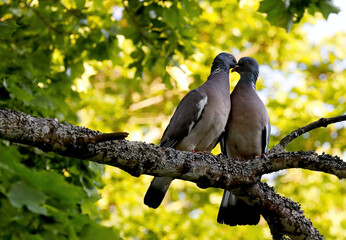 A couple of wood pigeons sitting on a maple branch