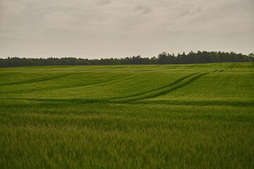 Landscape with green grass field. Green vibrant field in the morning. Pleasant landscape in the rural area.