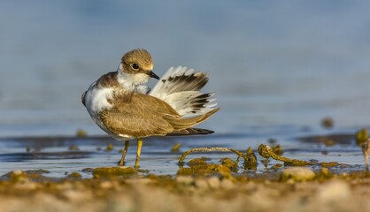 Little Ringed Plover (Charadrius dubius) is a cute species found in many wetlands around the world. It is a common wetland bird in Turkey.