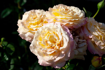 White rose bush at the garden.