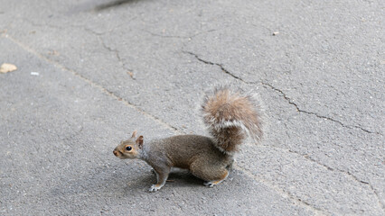 rodent animal of squirrel. wild squirrel with fluffy tail. rodent animal outdoor. squirrel grey color. wildlife of squirrel