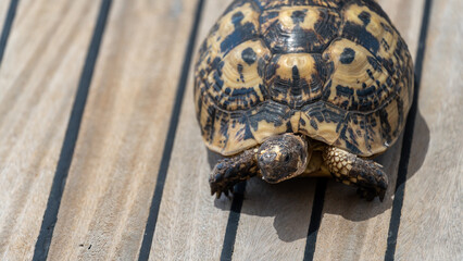 A Tortoise on a wooden decking