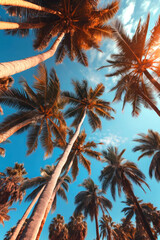 Fototapeta na wymiar Upward wide angle view on palm trees against blue sky during 