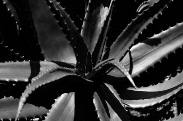 USA California Los Angeles Playa Vista May 8 2023 very beautiful aloe plant photo black and white