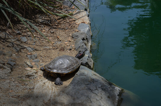 USA California Los Angeles Playa Vista May 8 2023 central park turtle near the pond