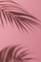 Close up of shadow of palm leaf and copy space on pink background