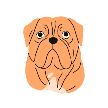 French Mastiff breed, dog avatar. Cute Bordeauxdog, head portrait. Canine face, muzzle. Dogue de bordeaux, purebred doggy, puppy snout. Flat vector illustration isolated on white background