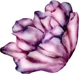 Pink Watercolor Flower illustration