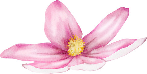 Pink Watercolor Flower illustration