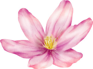 Fototapeta na wymiar Pink Watercolor Flower illustration